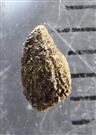  Seed